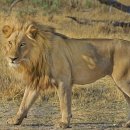 까투리 대박점 이미지