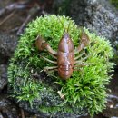 산골물소리 이미지