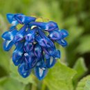 가짜수염꽃받침현호색 [코리달리스 프세우도바르비세팔라, Corydalis pseudobarbisepala] 이미지