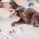 24시 신도림S동물의료센터 이미지