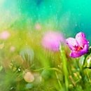 미스타페오 이미지