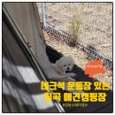 스테이구월 | 대구 애견캠핑장 추천 감동스테이캠프 4번 사이트 후기