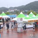 양양군농업기술센터 본소 | “양양 송이 가격 ⅓로 ‘뚝’…풍년 덕에 축제장 활기! 가을 향기 가득한 양양 여 행”