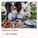 푸드마운틴 | 강화 포크마운틴 후기｜고기 맛집에 강아지까지 자유로운 애견동반식당