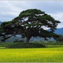 소나무 풍경 이미지