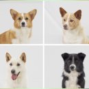 그림책으로 보는 반려동물과 보호자의 관계 | 반려동물학과 대학 진학하고 자격증 취득한 후기