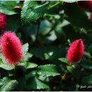 여우꼬리 이미지