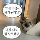 뉴월드동물병원 | 털, 밥, 털, 밥, 털, 밥, 털, 밥