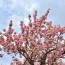 미사경정공원 | 하남 미사경정공원 겹벚꽃 후기｜만개시기·주차·명당자리 총정리