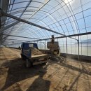 청년 베리팜 이미지