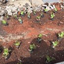 공항농장 이미지