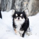 윈터펠 치와와 이미지