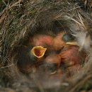 야훼이레 이미지