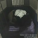 밍밍켄넬 이미지