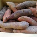 솔티농원 이미지