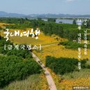 구미 가볼만한곳 금계국 명소 낙동강체육공원 군락지 개화시기
