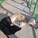 휴먼앤독 이미지