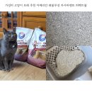 레볼루션(주) | 가성비 고양이 모래 추천 아메리칸 레볼루션 카사바벤토 퍼펙트볼
