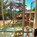 위드펫 빌리지 이미지