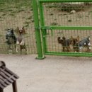 파라키스 이미지