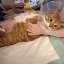 그레이스 동물병원 | 고양이 건강검진 병원 비용 금식 주기 (나응식 수의사님)