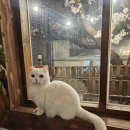 라헨플라워 이미지