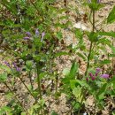 라마리차 이미지