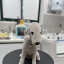 메모리펫살롱 이미지