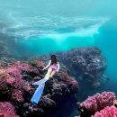 다이버마트 | 미야코지마 프리다이빙 투어 후기일본 프리다이빙 성지, 왜 다이버들이 추천할까