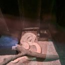 우림파크 | 세부 여행의 필수 코스 거대한 바닷속 친구들과의 만남 오션파크 방문기│세부 오션파크 방문 후기