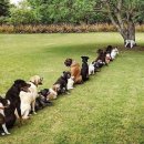 예가애견 이미지