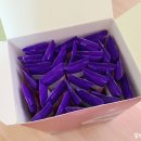 펄스온생명공학 이미지