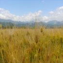 황금보리 이미지