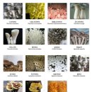 각종 버섯의 종류와 효능 이미지