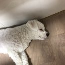 형제식육점 네이버블로그