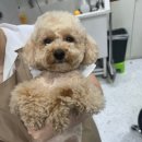 블루밍 펫 살롱 이미지