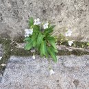 (구)서천군청 이미지