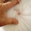 자주고름 | 강아지 피지낭종 사마귀 제거 고름 피남 크라이오펜시술 비용 후기