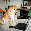 바로동물약국 이미지