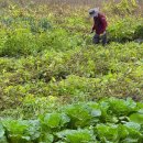 비야비야 이미지