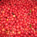 왕보리수 열매 효능 이미지