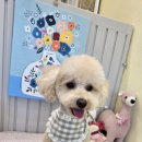 우리집강아지예쁘개 이미지