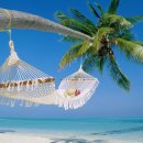 암소한마리 이미지