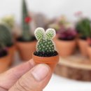 반려식물 다육토분 이미지