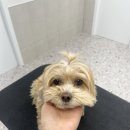 댕스티니 이미지