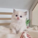 러브 스핑크스 이미지