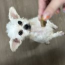 멍스월드 이미지