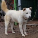 청주진도견연구소 이미지