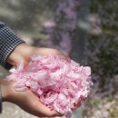 (주)도림미디어프린텍 | 겹벚꽃 시즌 개화시기와 명소: 겹벚꽃과 일반벚꽃 비교