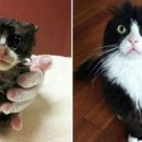 꽃냥이네 이미지